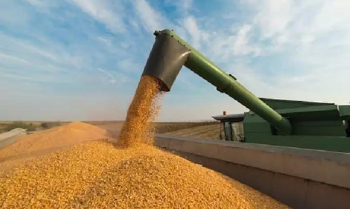Paraná tem menor primeira safra de milho desde 1998