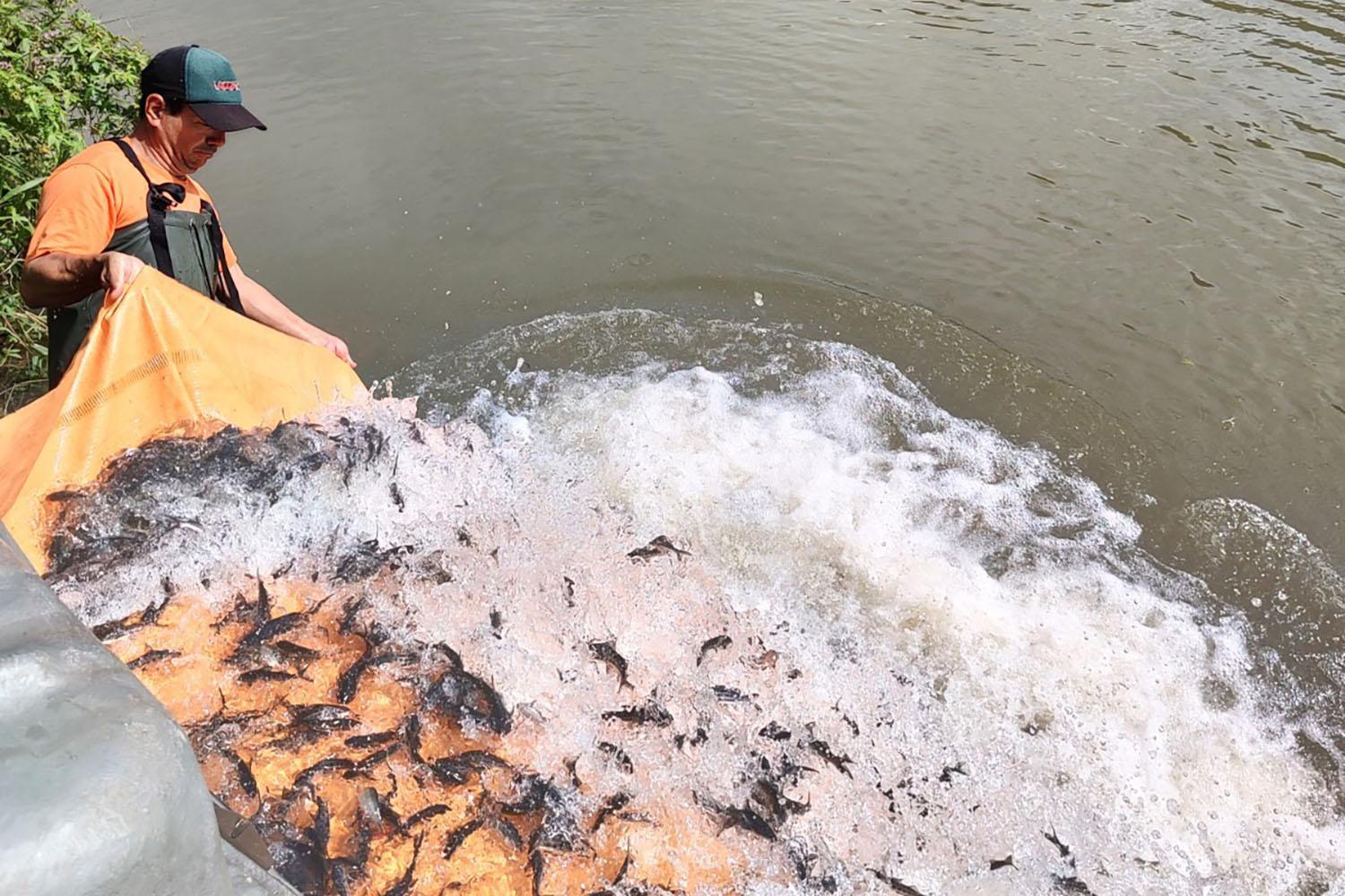 Copel repovoa Rio Iguaçu com 140 mil alevinos de monjolo