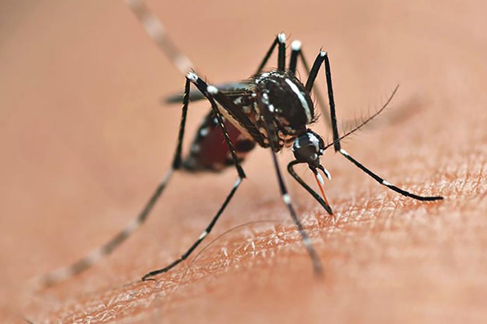 Sábado tem ação de prevenção a dengue em Dois Vizinhos